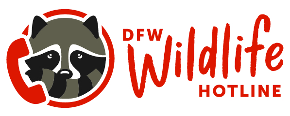DFW Wildlife Organization