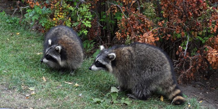 How to prevent raccoons from finding shelter on your property or home