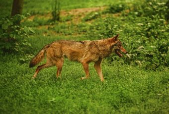 How to humanely evict a coyote, fox, or a bobcat family