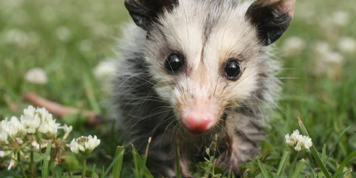 I found a baby opossum