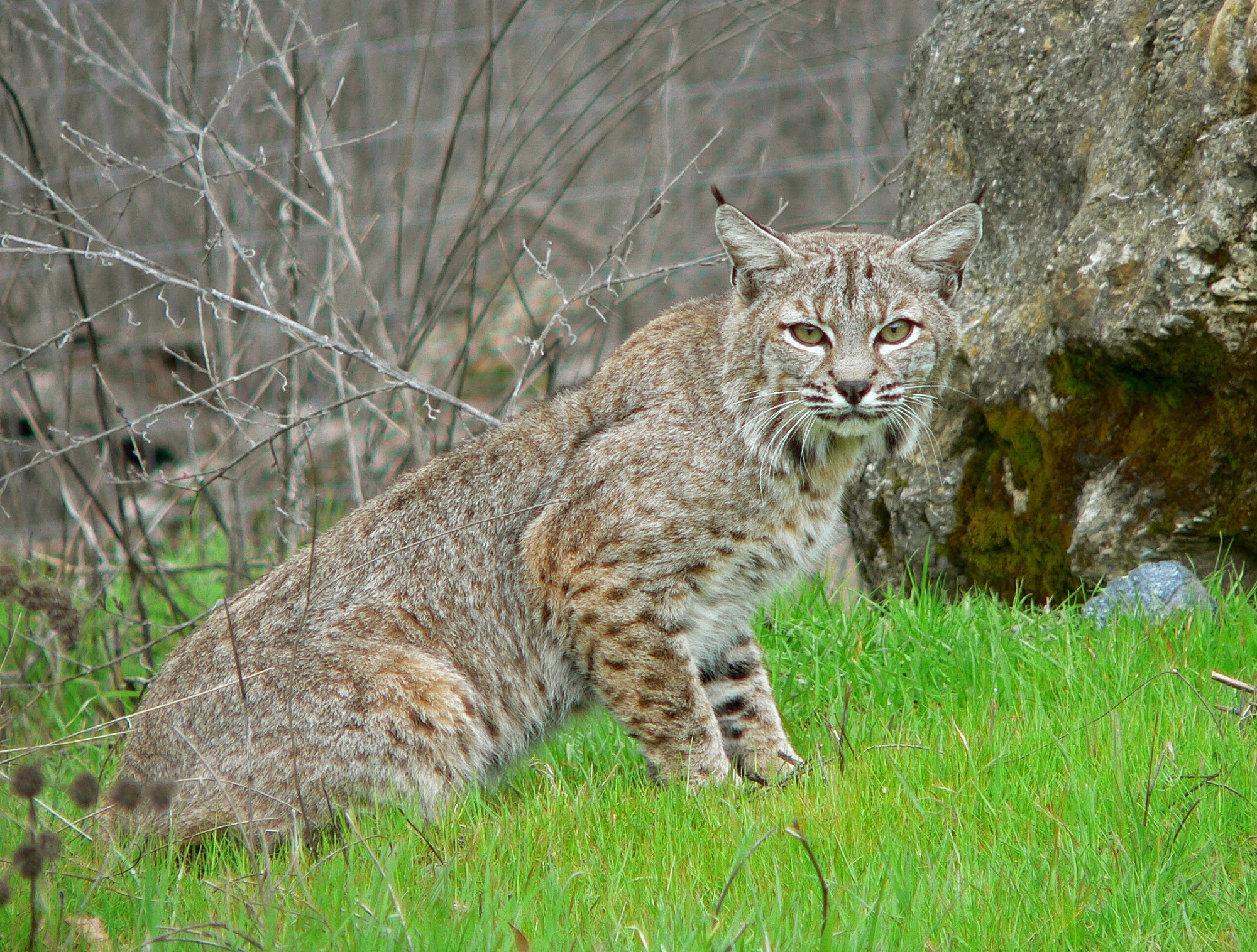 Bobcats Dfw Wildlife Organization
