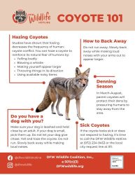 Coyote 101 v3 (386 x 500 px)